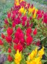 Celosia feather