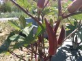 Okra