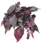 basil