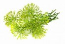 dill