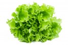 lettuce