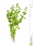 marjoram