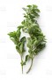oregano