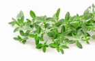 thyme